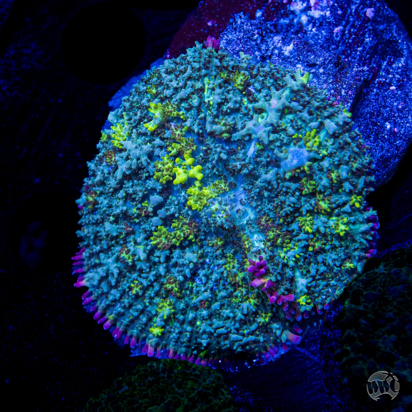 Jolly Hoss Carpet Rhodactis Mushroom
