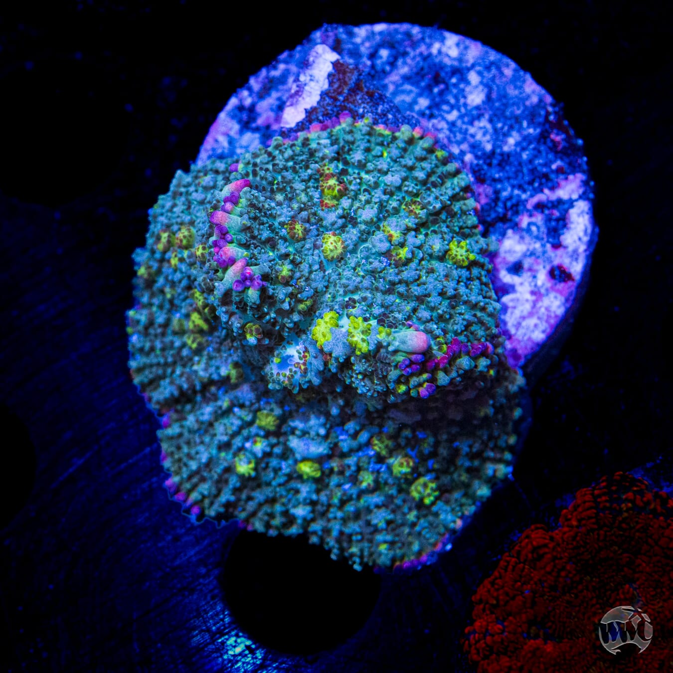 Jolly Hoss Carpet Rhodactis Mushroom