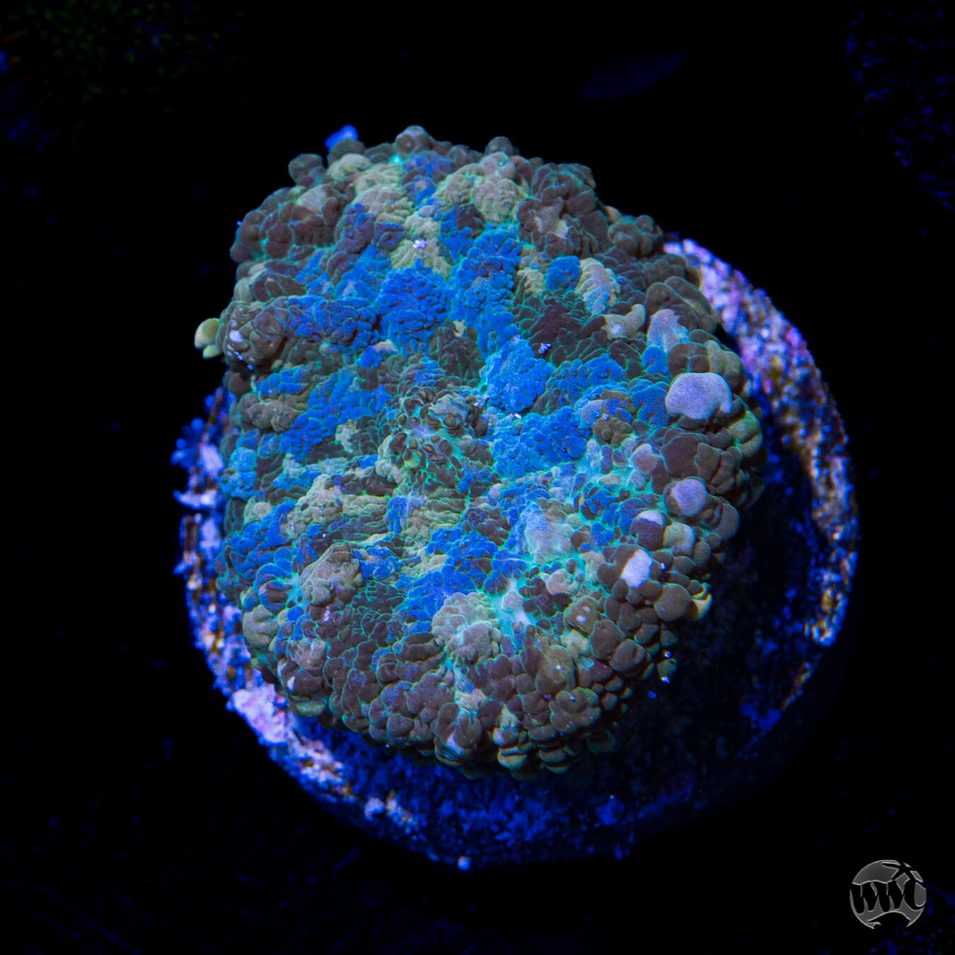 Camoflauge Rhodactis Mushroom