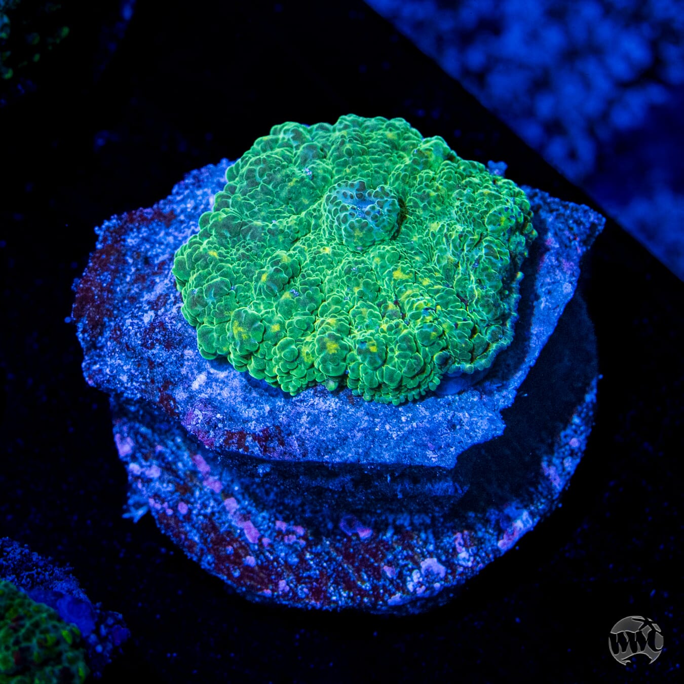Green Rhodactis Mushroom 