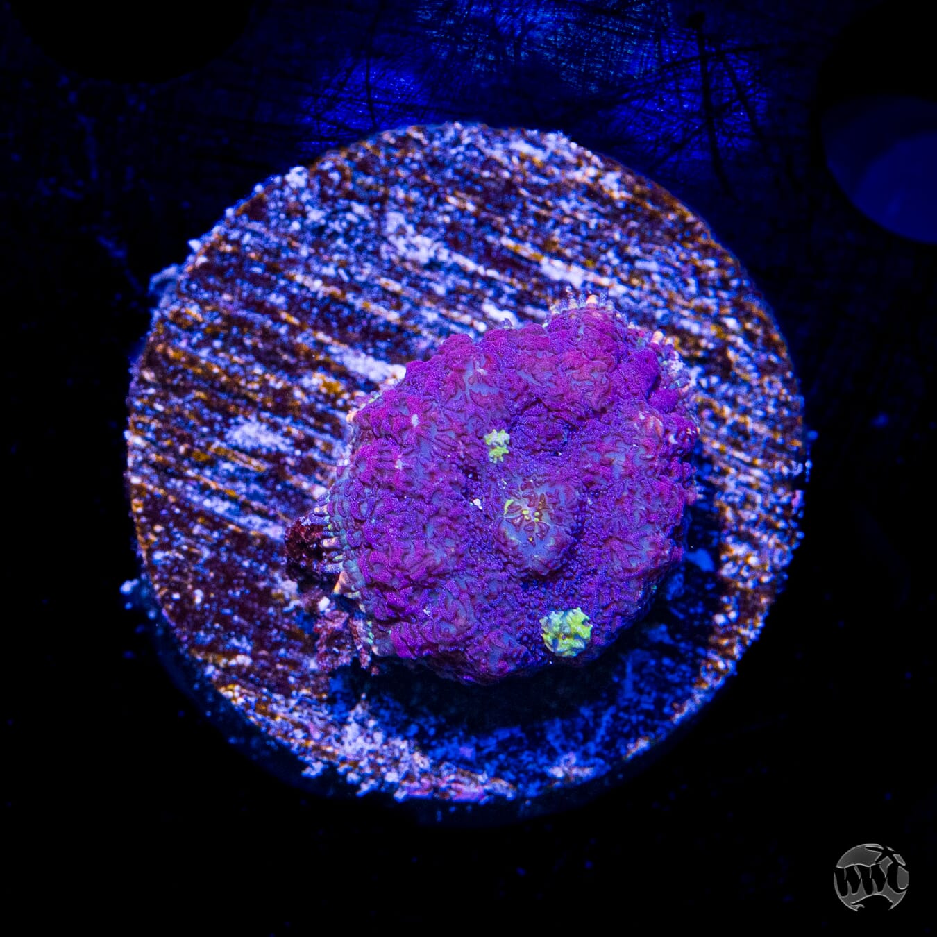 Purplington Rhodactis Mushroom