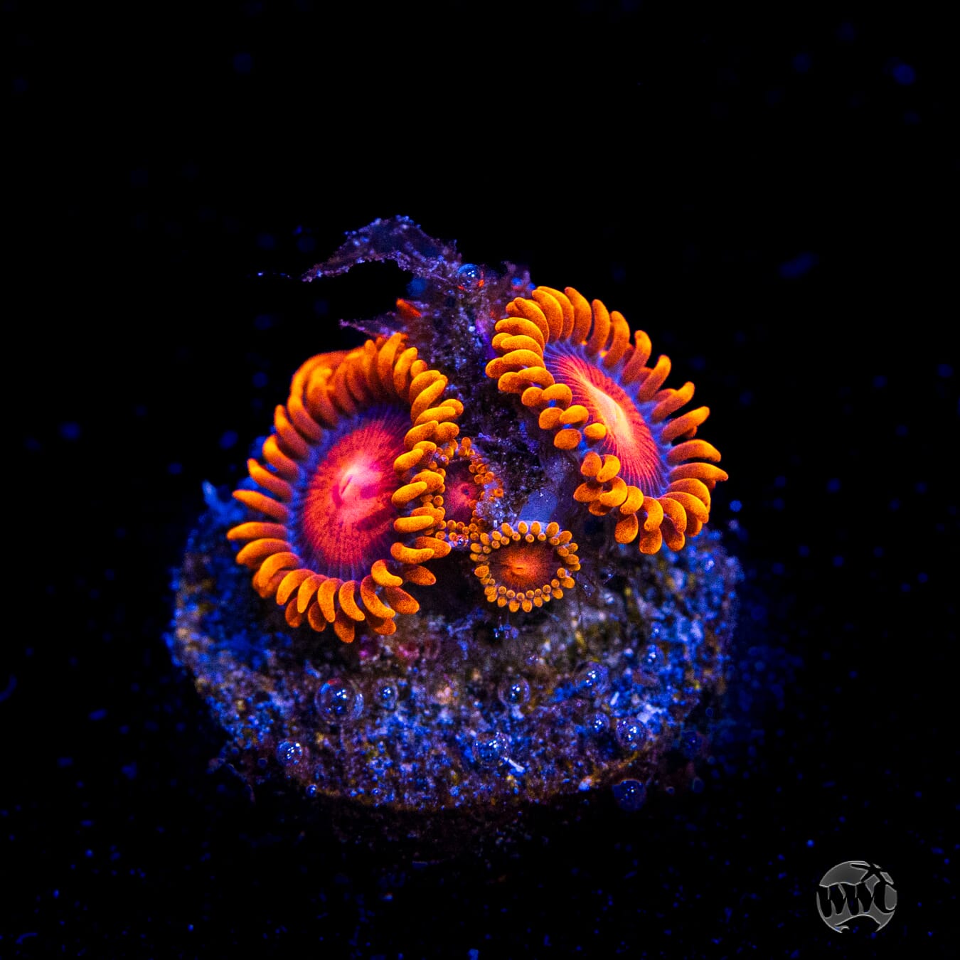 Bam Bam Zoanthids