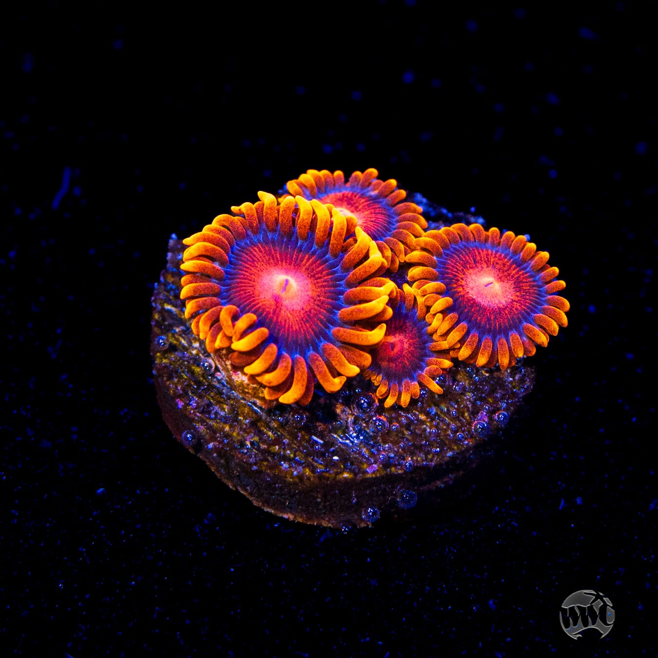 Bam Bam Zoanthids