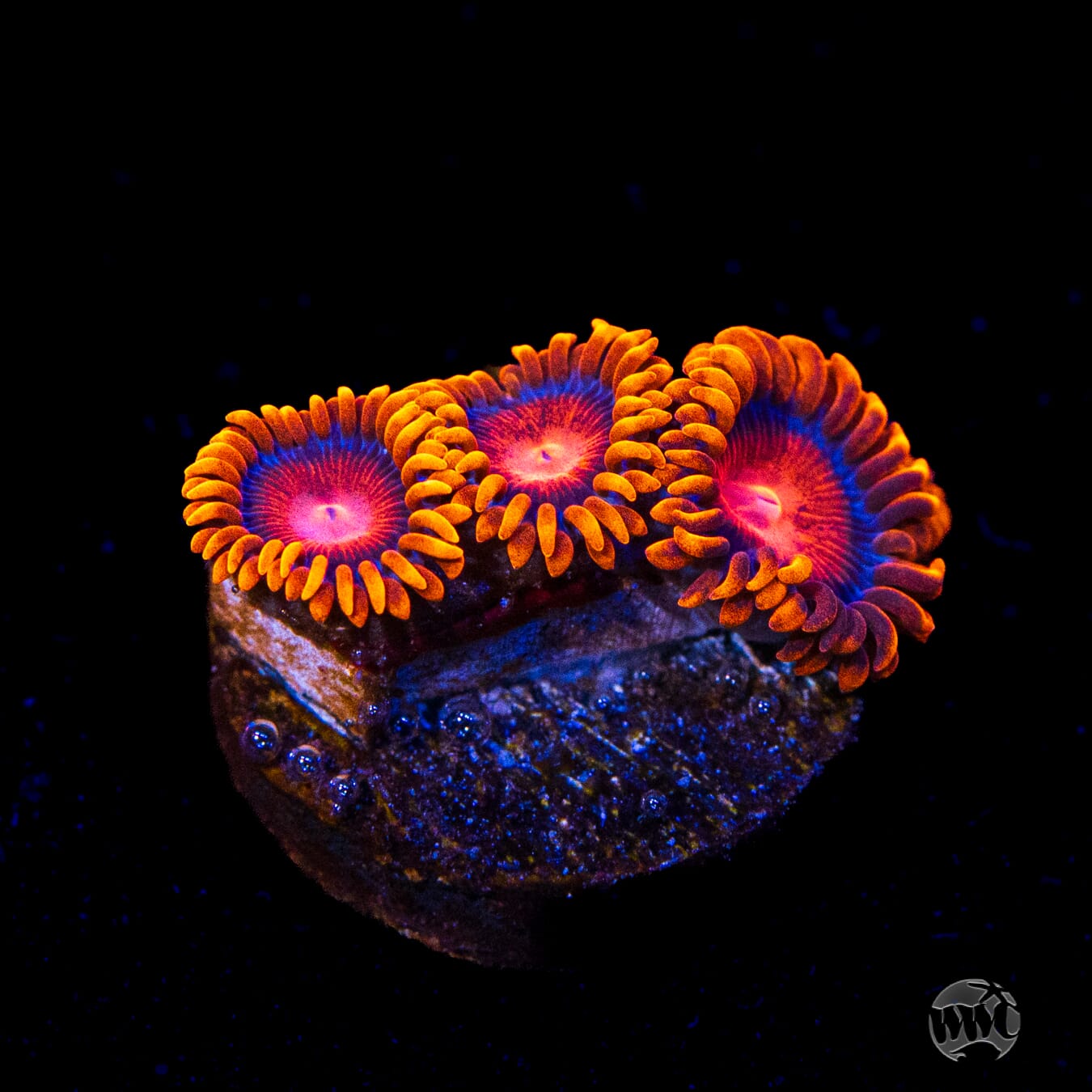 Bam Bam Zoanthids