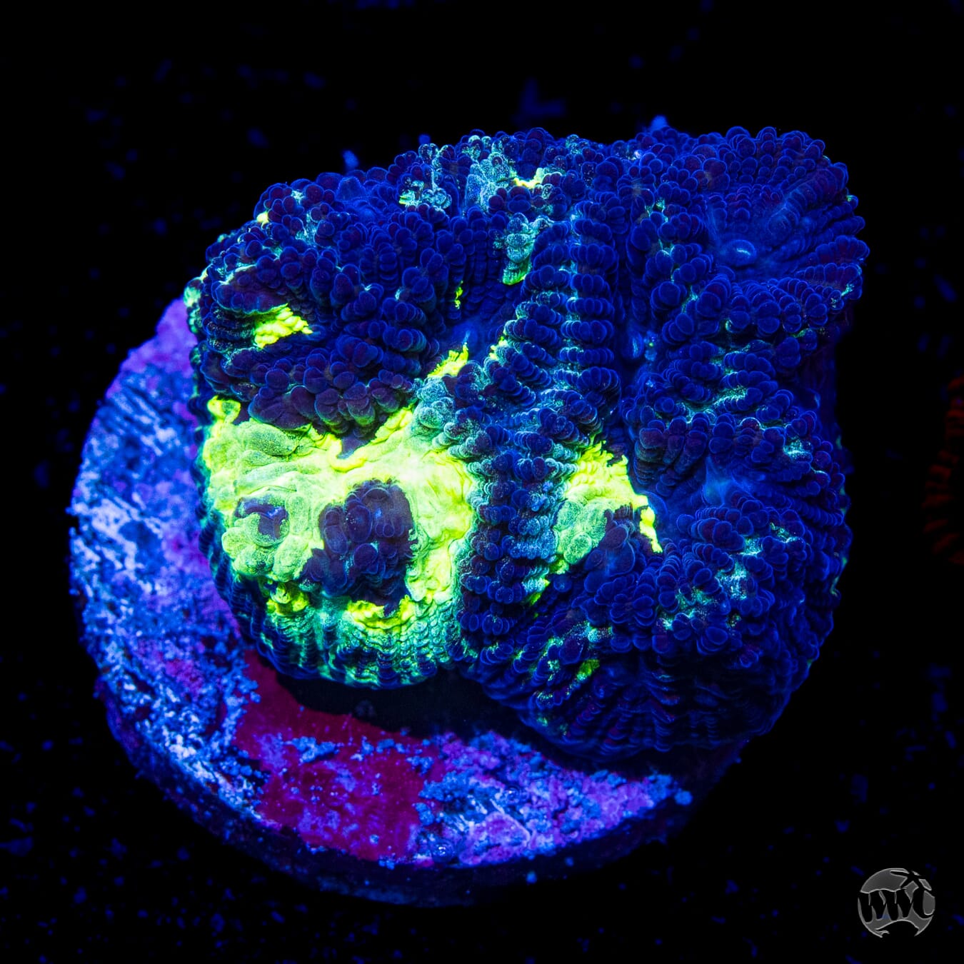 WWC Necromancer Favia