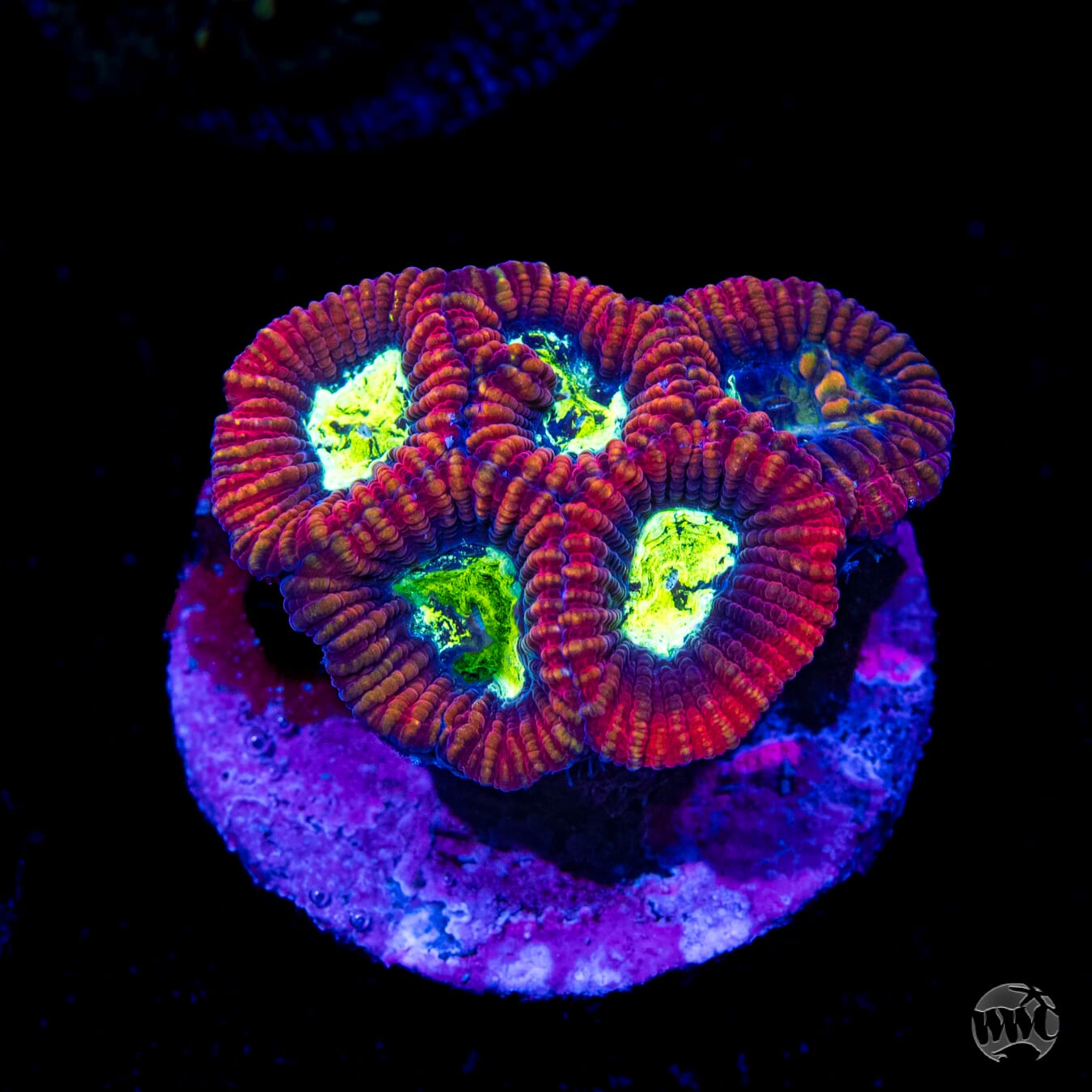 WWC Ring of Fire Favia