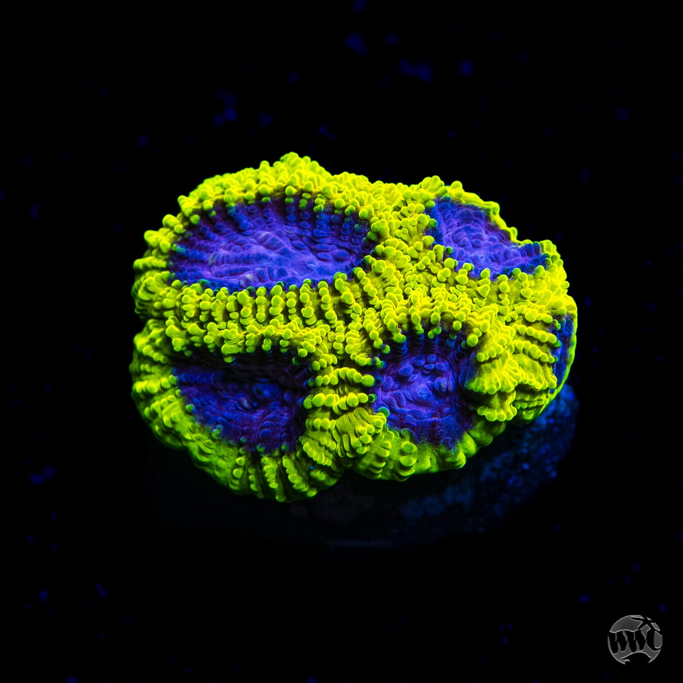 WWC Space Monkey Favia