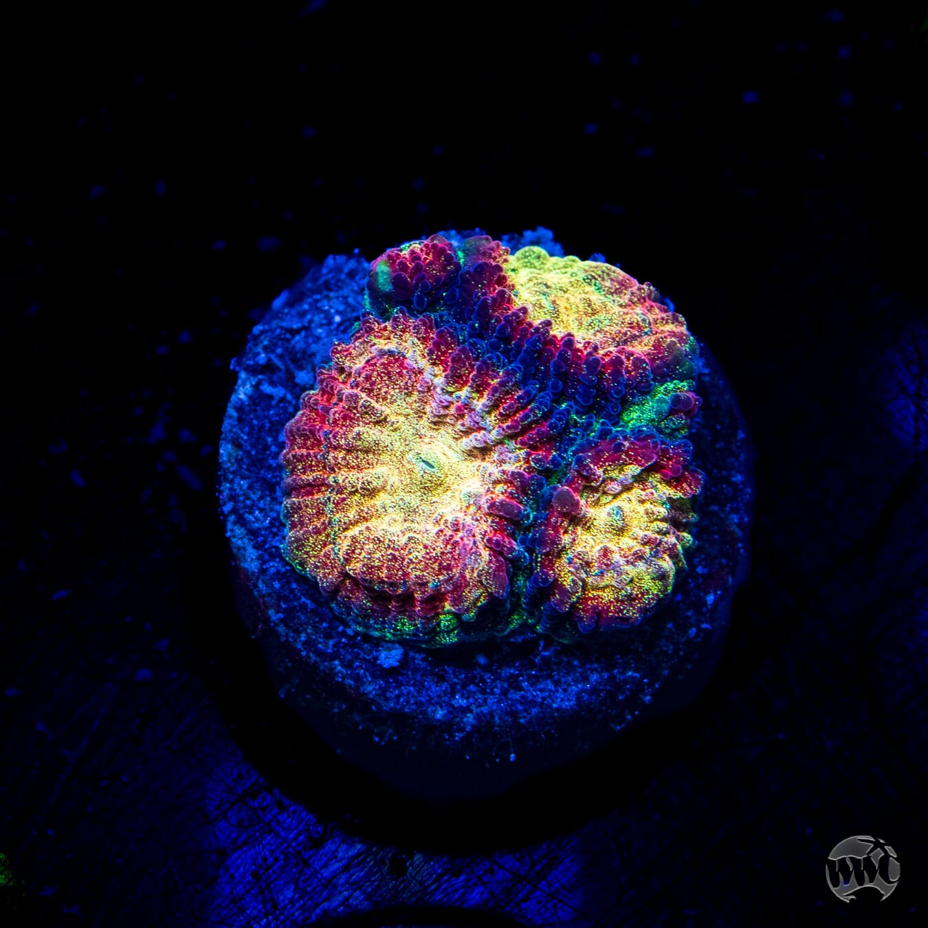 WWC Gold Dust Favia