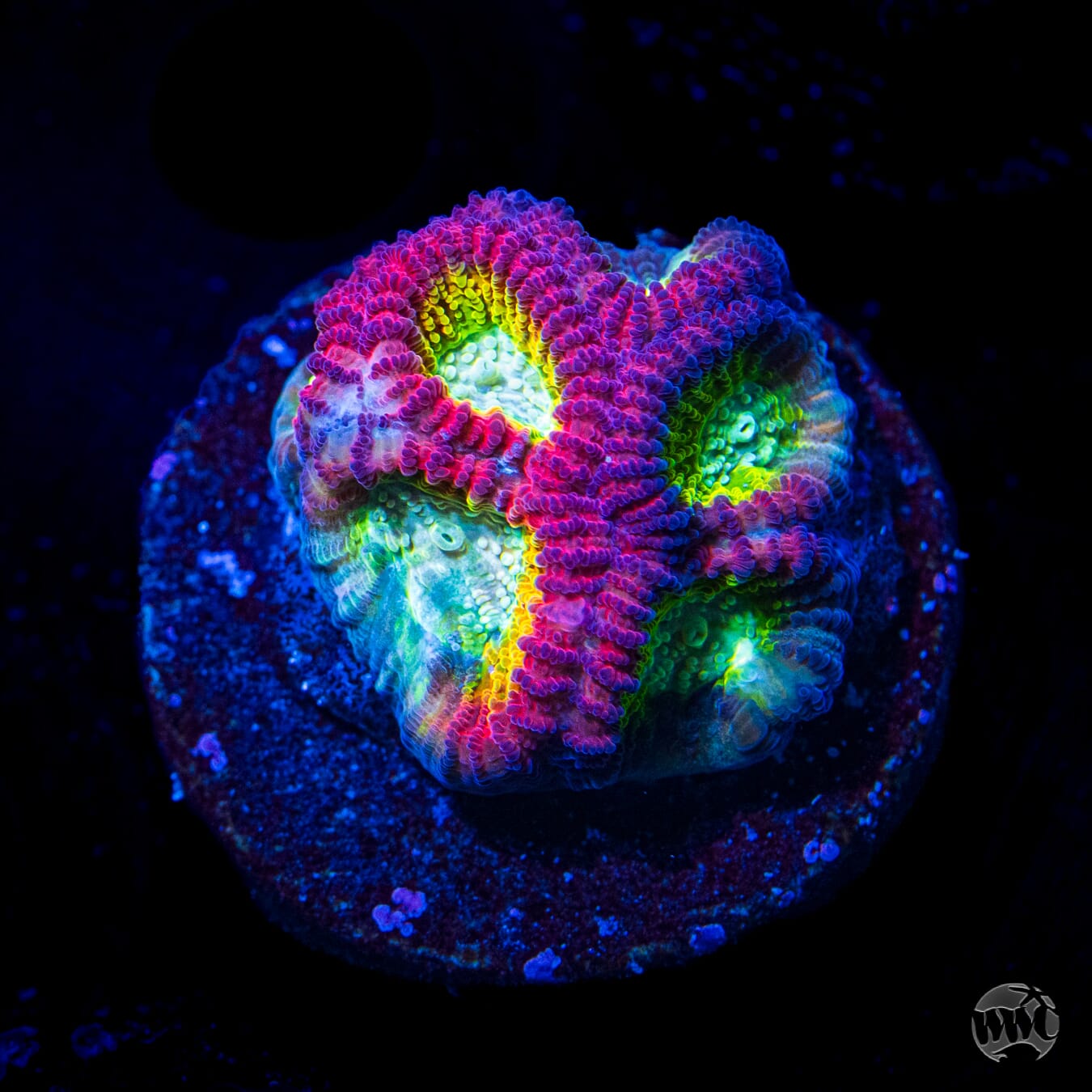 WWC Fantasmo Favia
