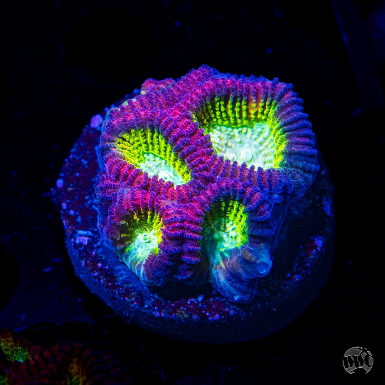 WWC Fantasmo Favia