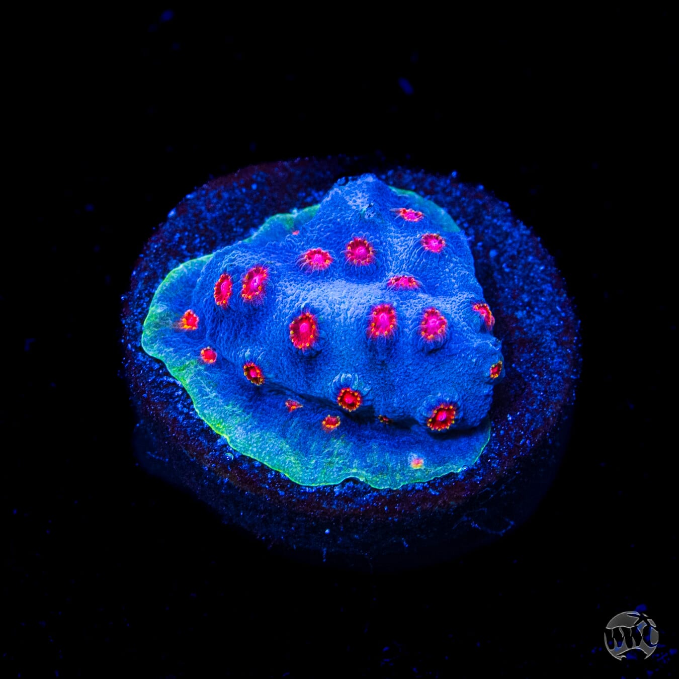WWC Master Blaster Cyphastrea