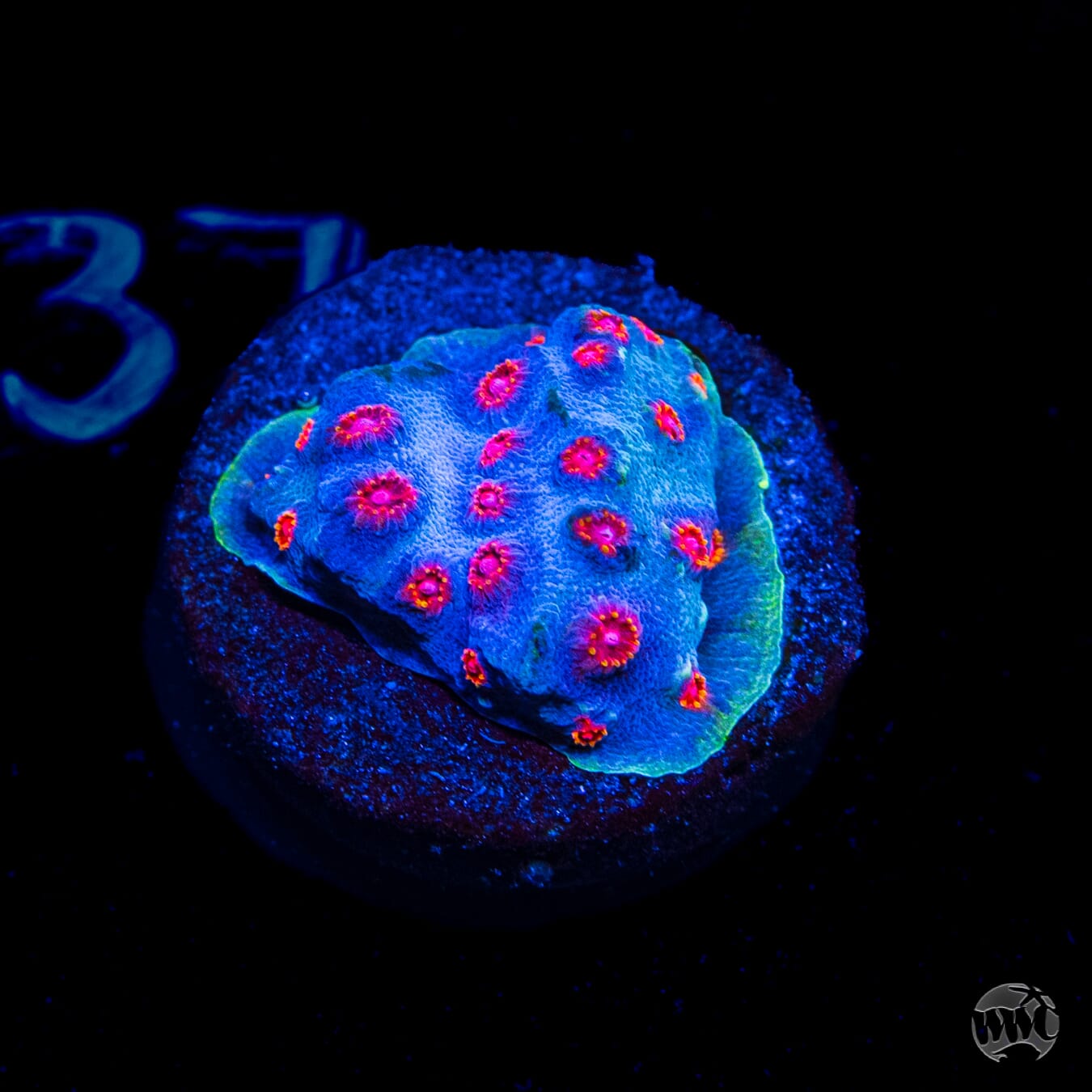WWC Master Blaster Cyphastrea