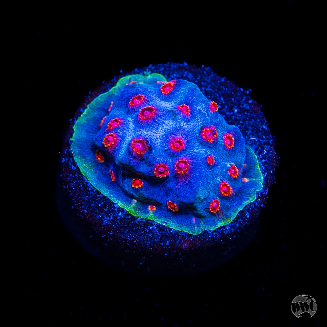 WWC Master Blaster Cyphastrea