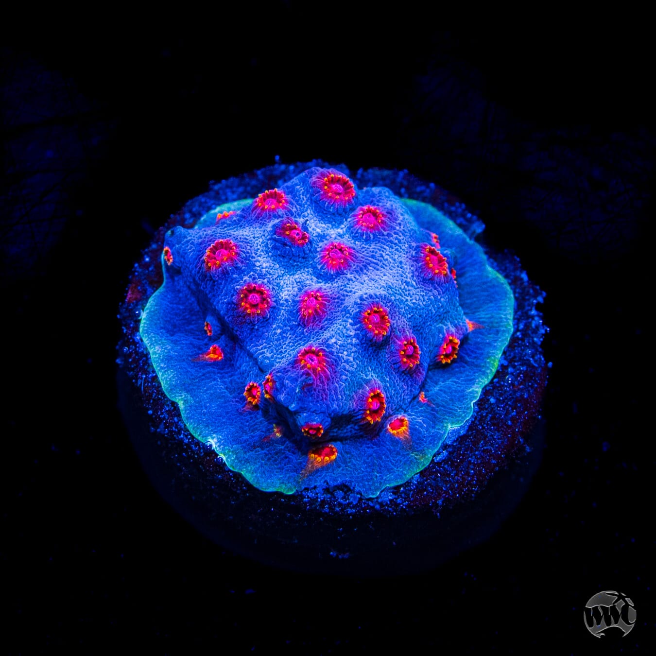 WWC Master Blaster Cyphastrea