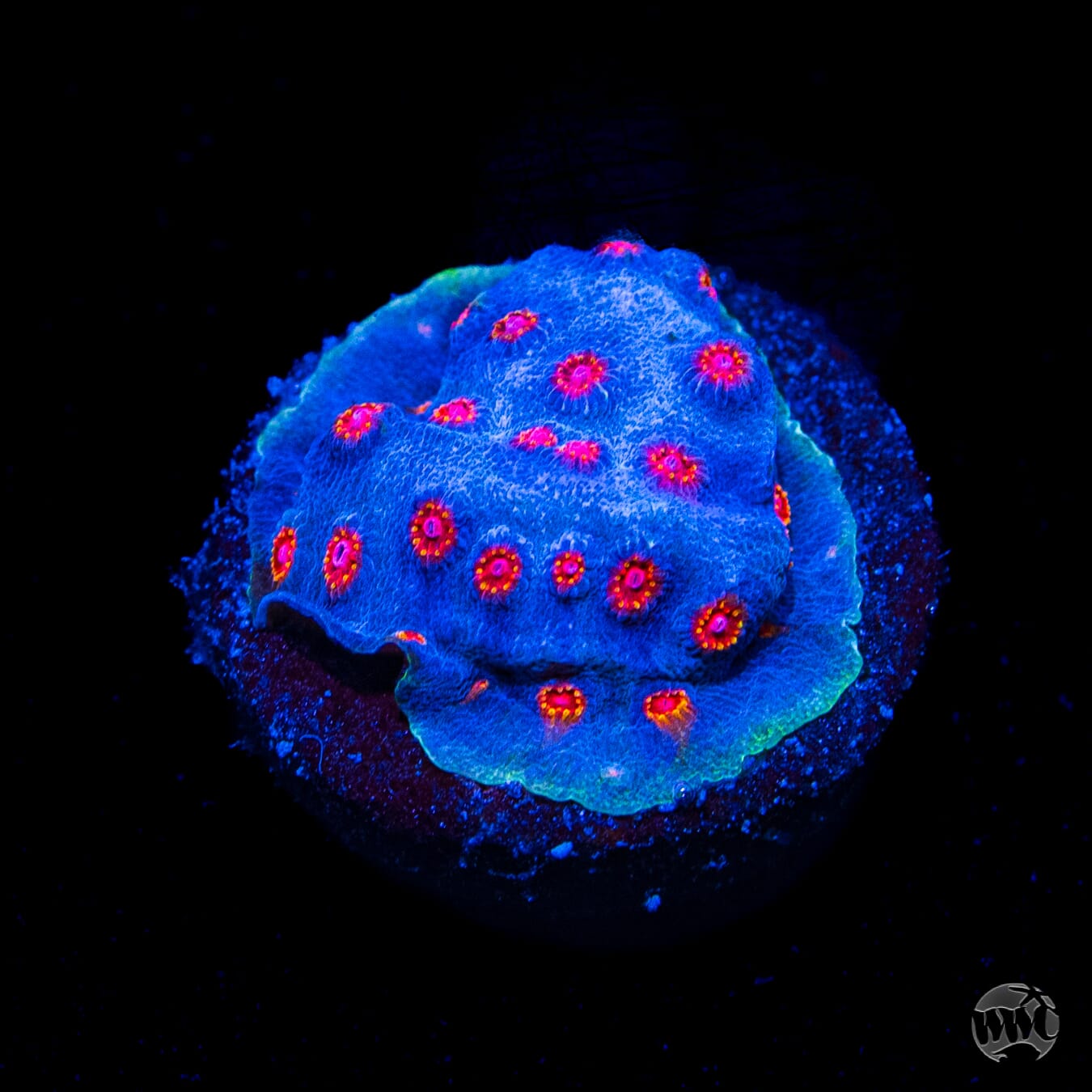 WWC Master Blaster Cyphastrea