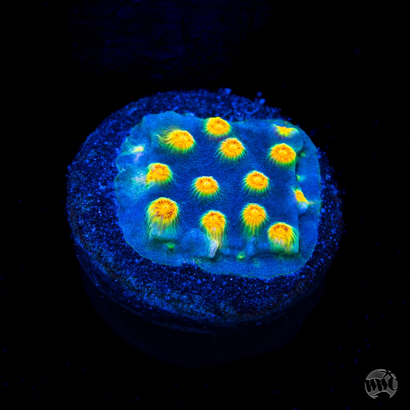 WWC Rainbow Madness Cyphastrea