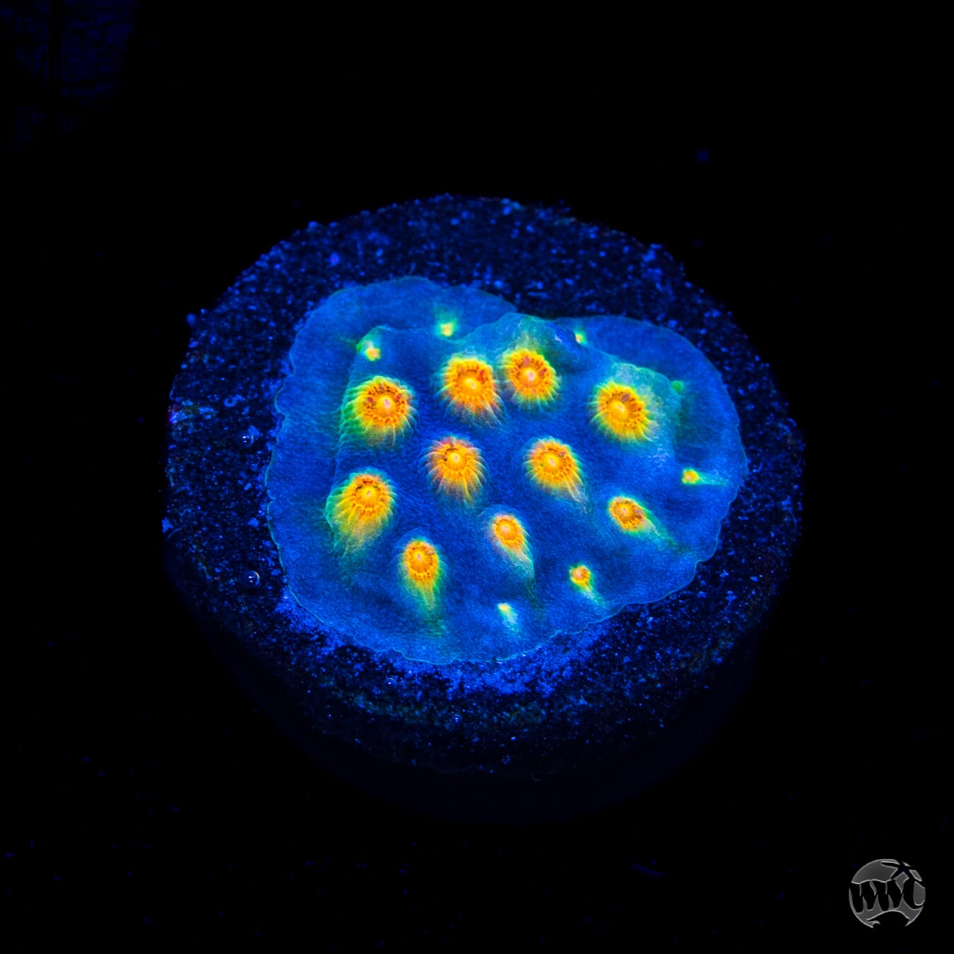 WWC Rainbow Madness Cyphastrea