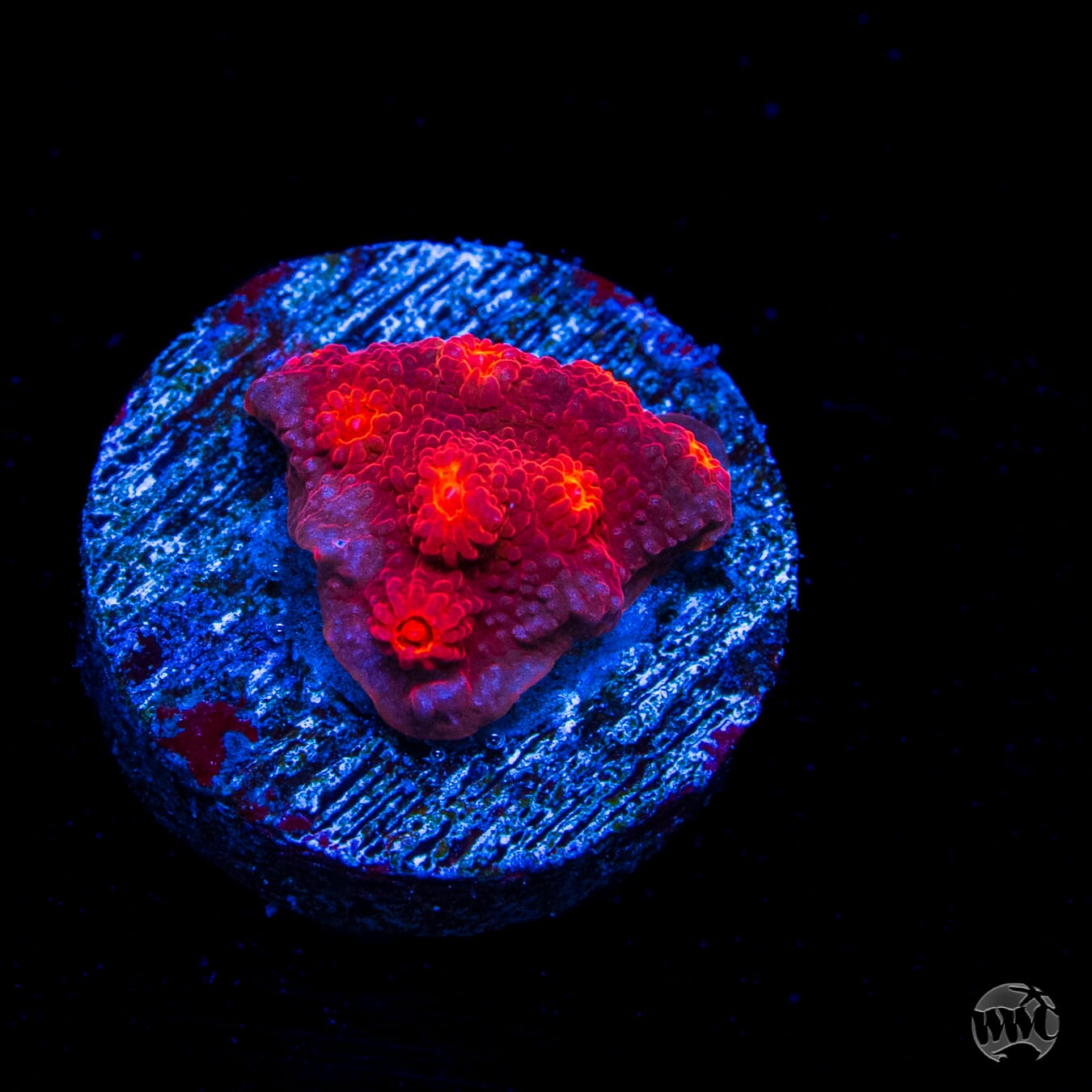 Tyree Brick Red Cyphastrea
