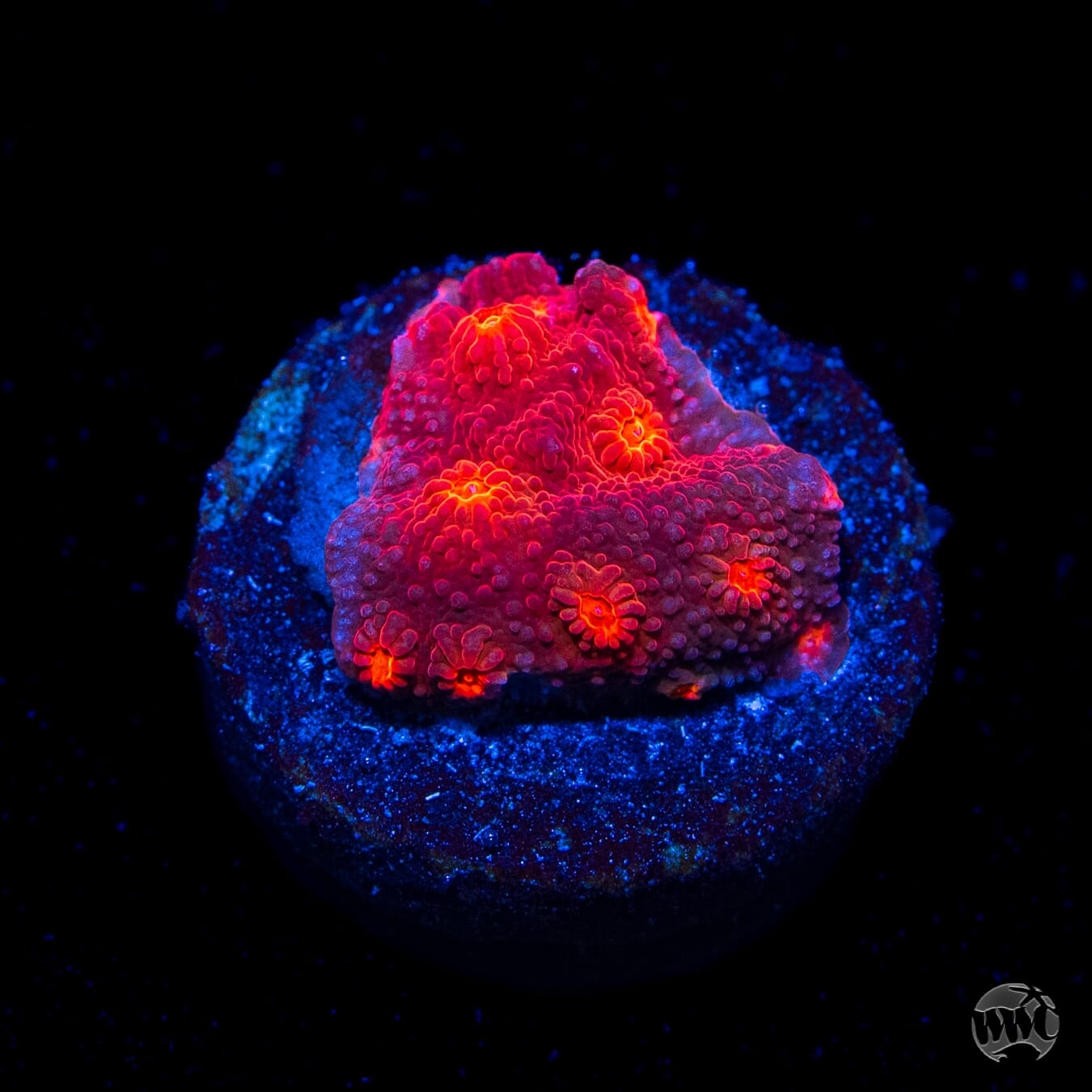 Tyree Brick Red Cyphastrea