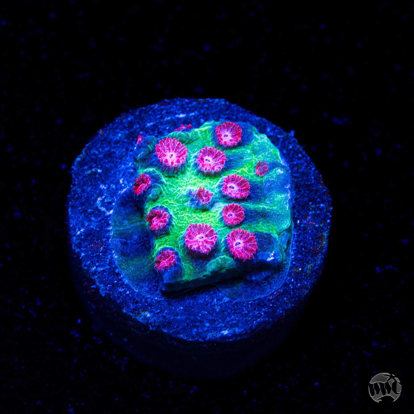 Jason Fox Alien Pox Cyphastrea
