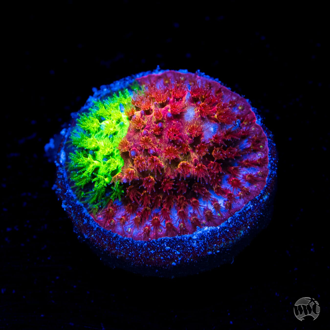 WWC Two Face Stylocoeniella
