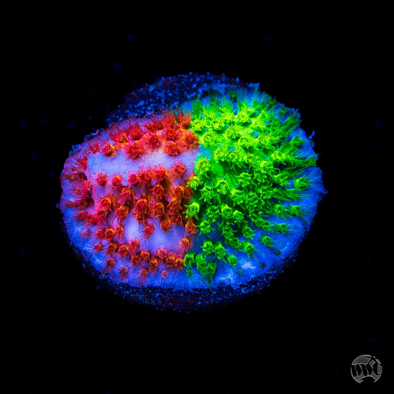 WWC Two Face Stylocoeniella