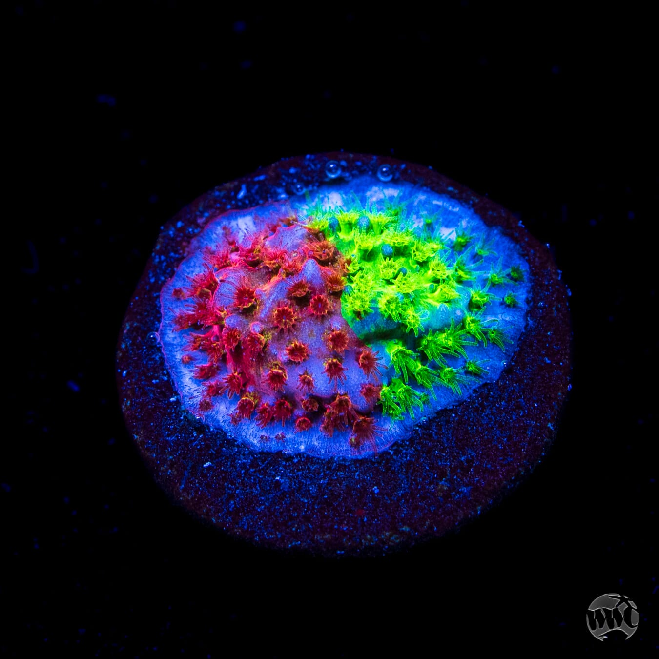 WWC Two Face Stylocoeniella
