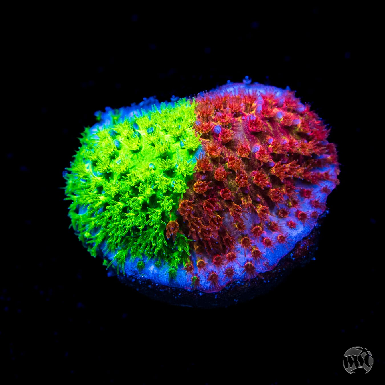 WWC Two Face Stylocoeniella