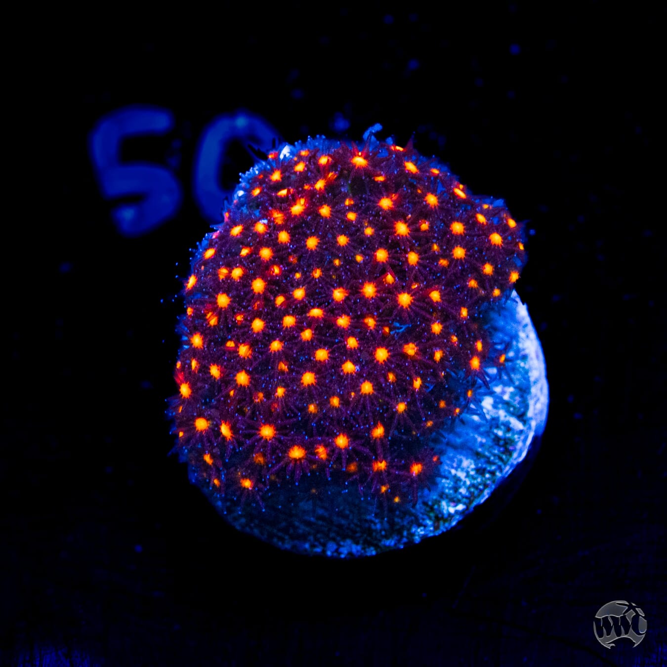 Jason Fox Sunset Stylocoeniella