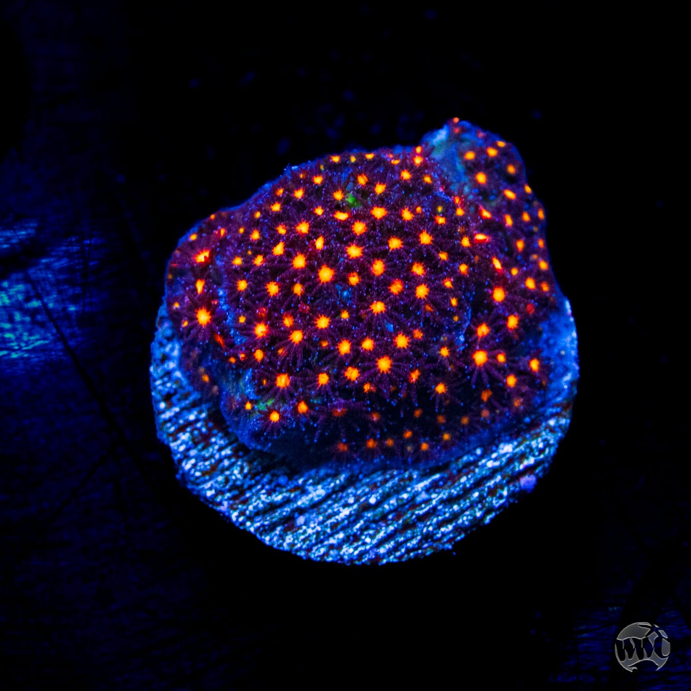 Jason Fox Sunset Stylocoeniella
