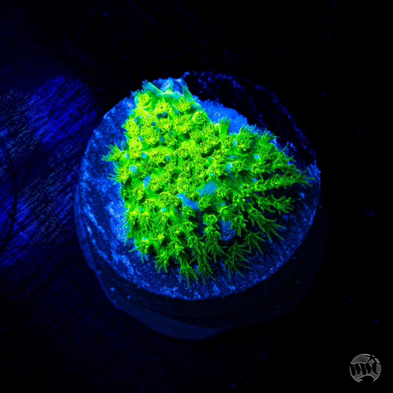 WWC Nightvision Stylocoeniella