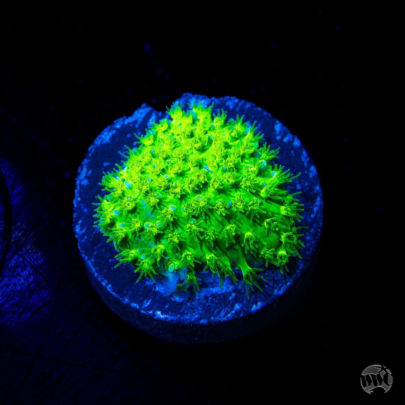 WWC Nightvision Stylocoeniella