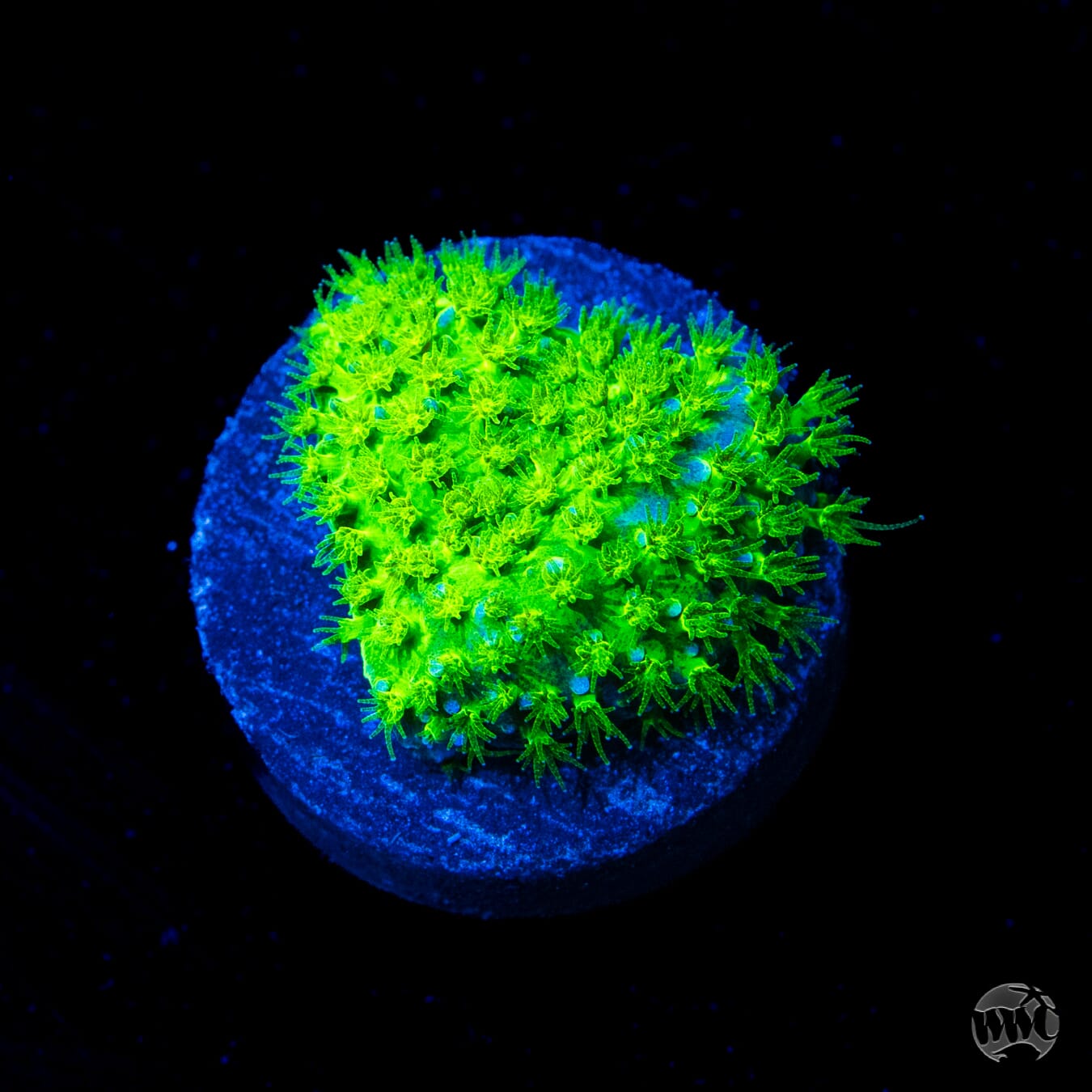 WWC Nightvision Stylocoeniella