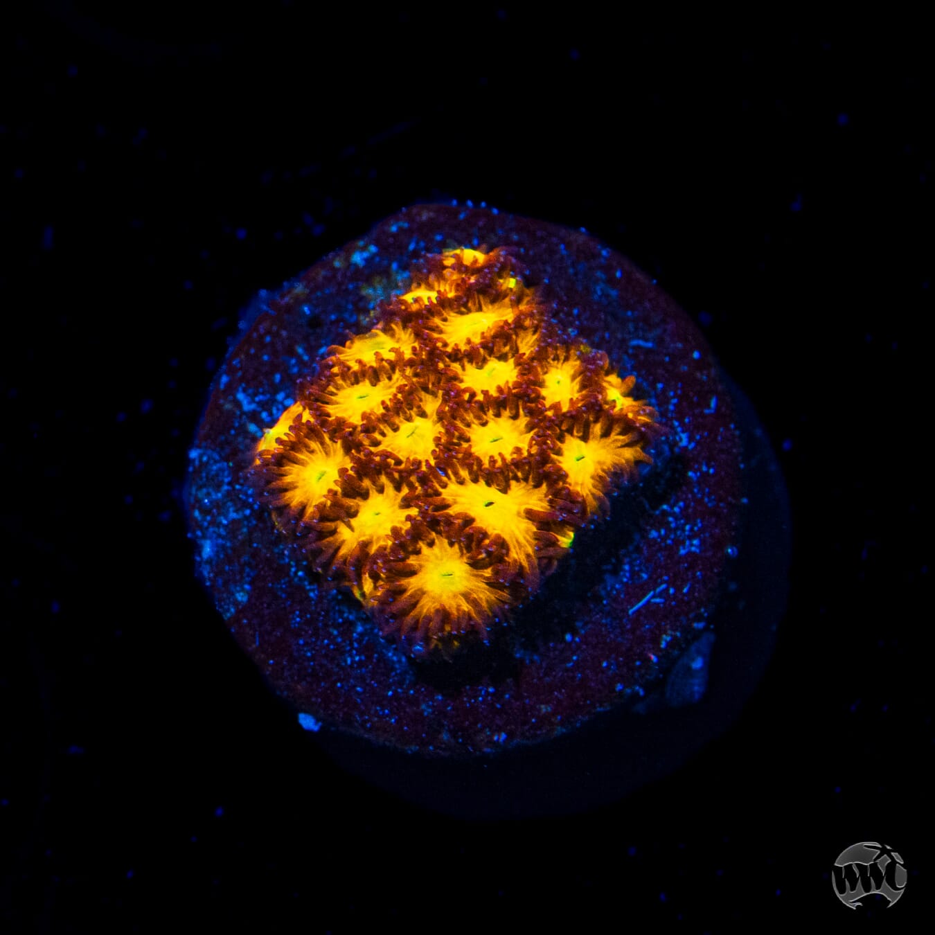 WWC Burning Leptastrea