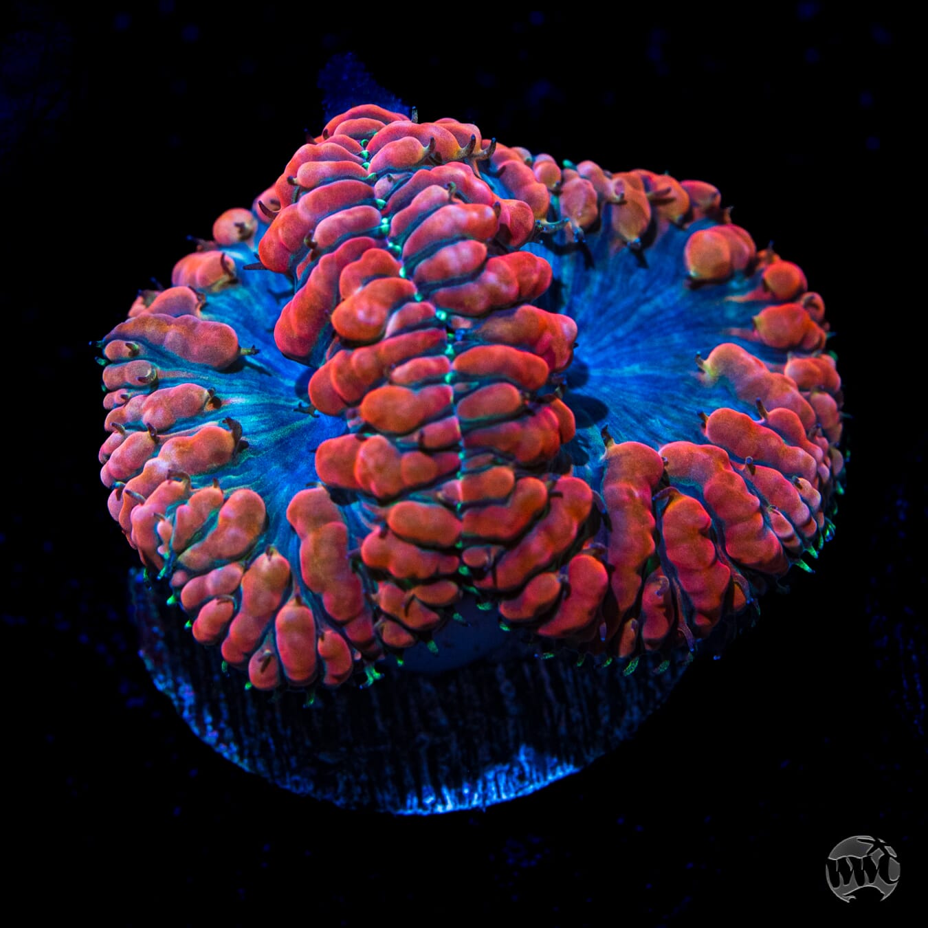 Chrome Dome Blastomussa