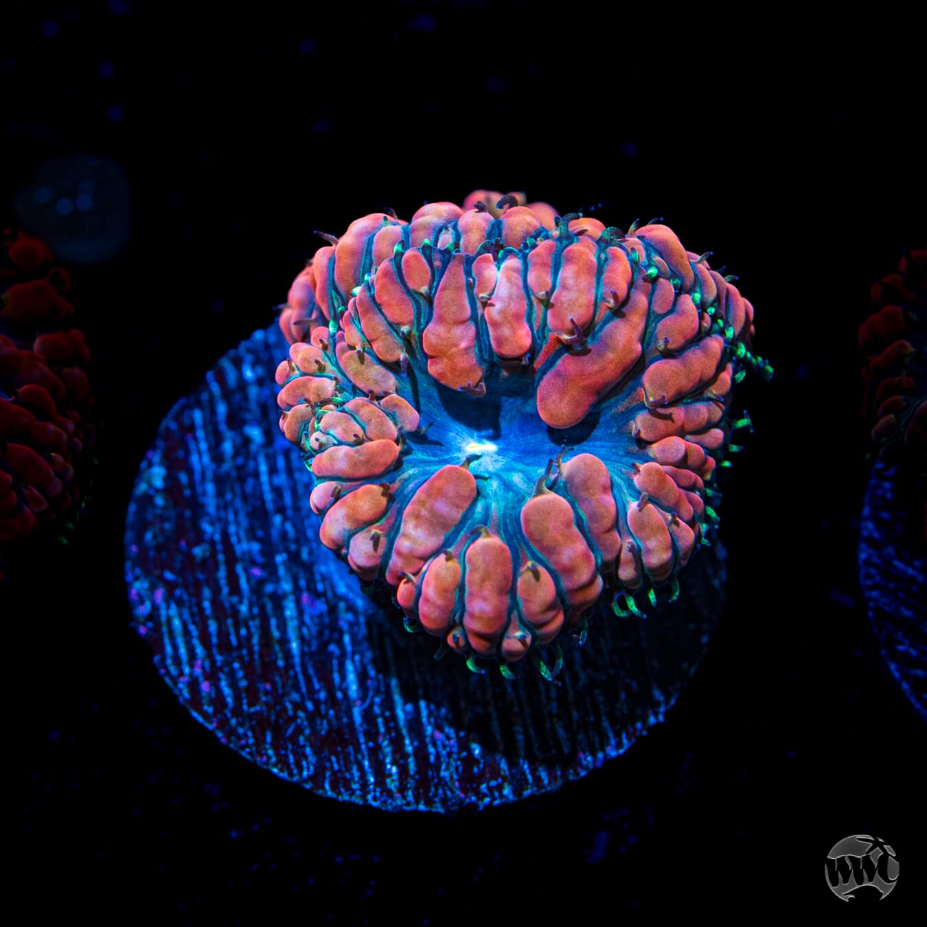 Chrome Dome Blastomussa