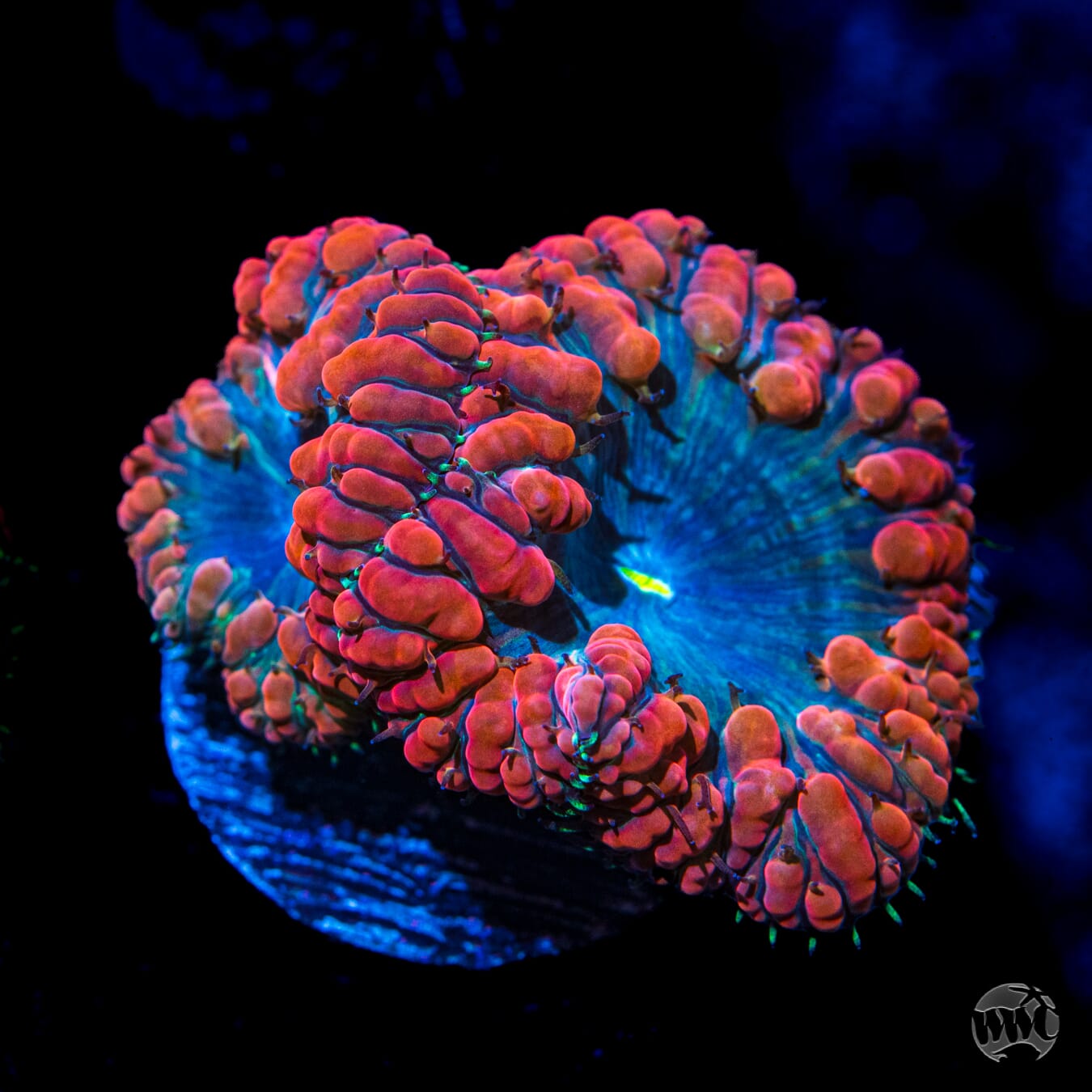 Chrome Dome Blastomussa