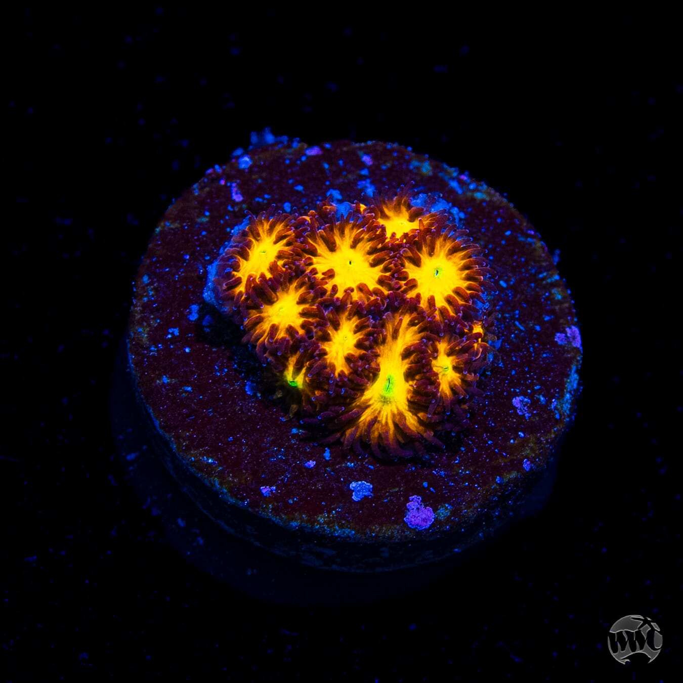 WWC Burning Leptastrea