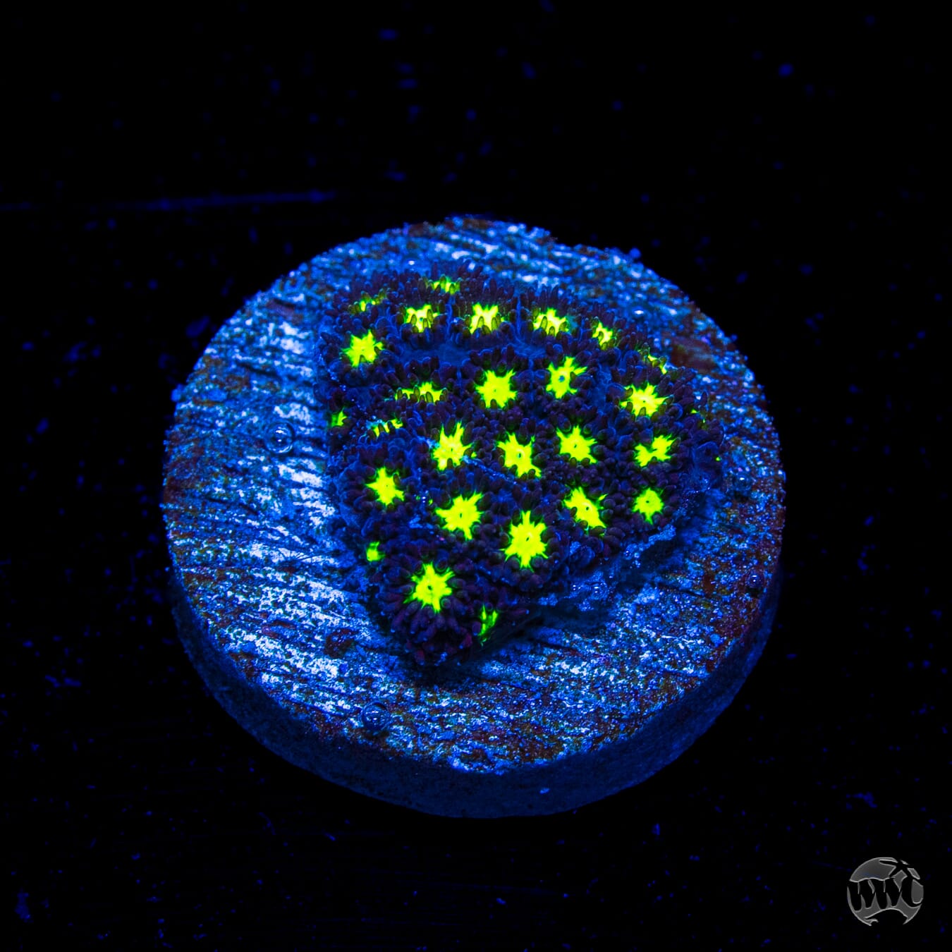 WWC Spooky Leptastrea