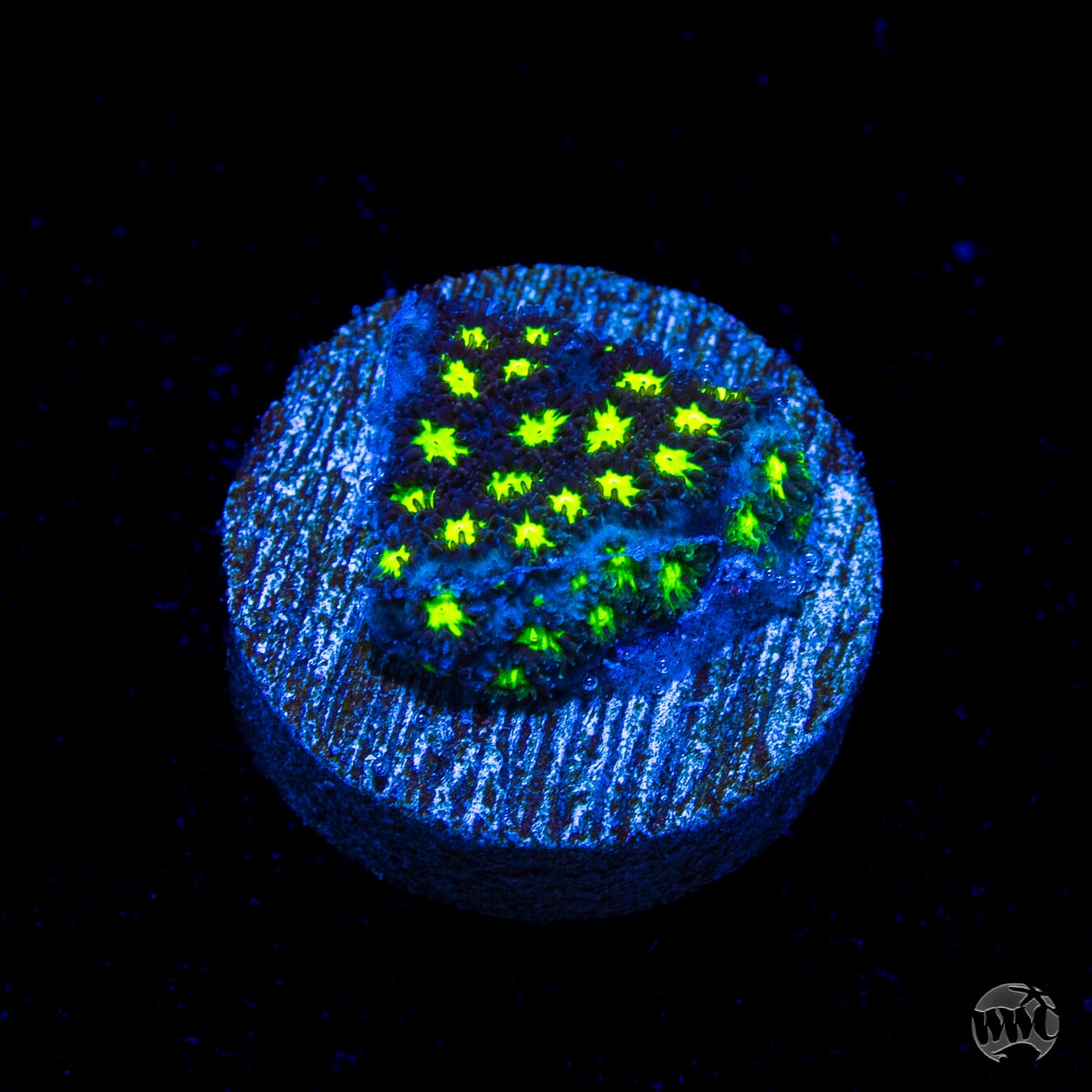 WWC Spooky Leptastrea