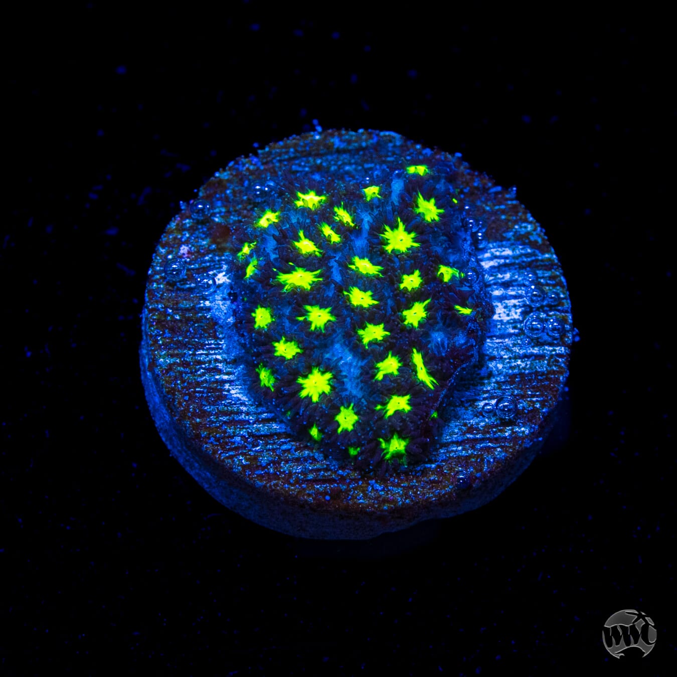 WWC Spooky Leptastrea