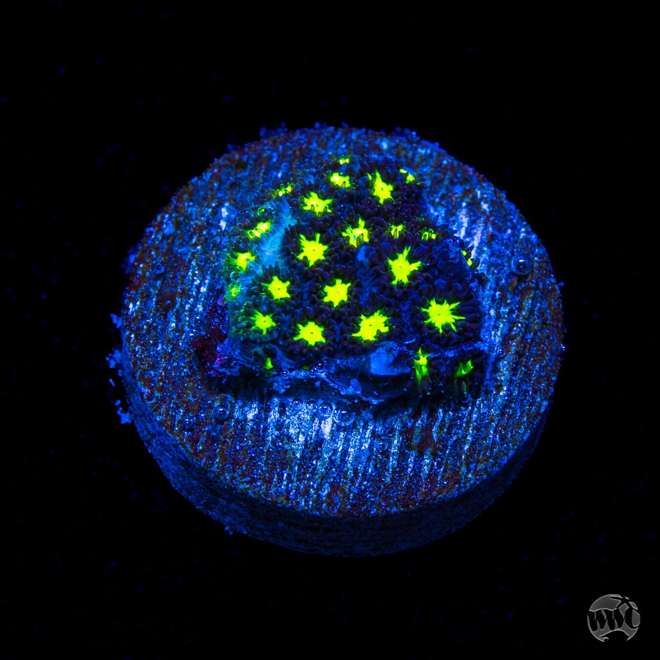 WWC Spooky Leptastrea