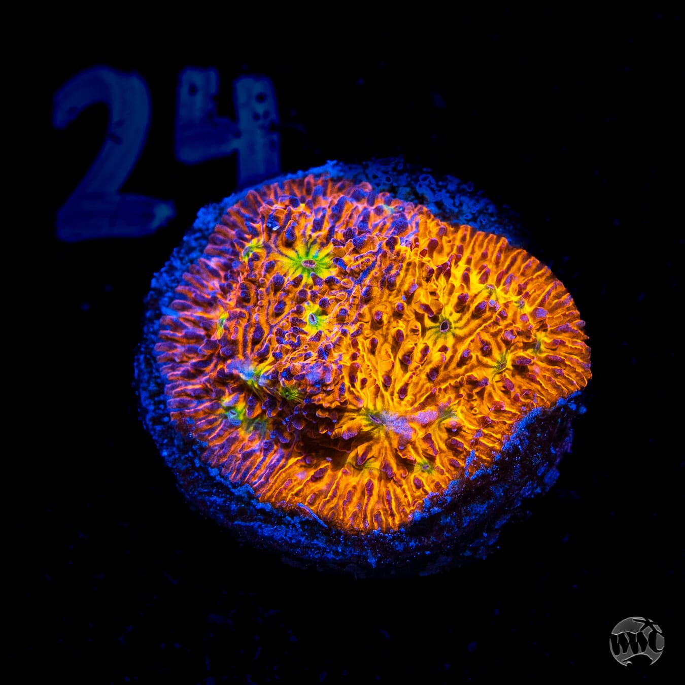WWC Grafted C3PO Lithophyllon