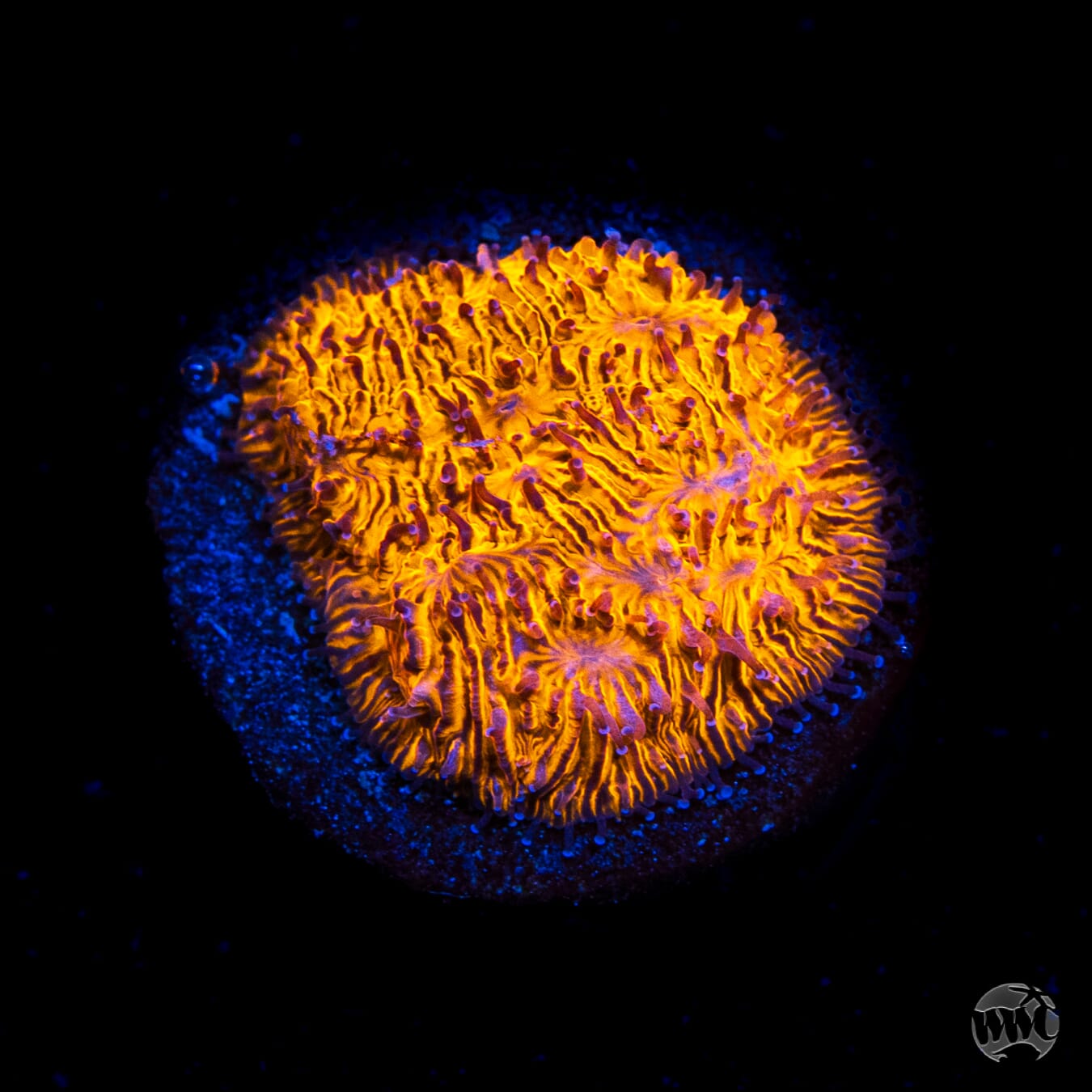 WWC 24K Lithophyllon