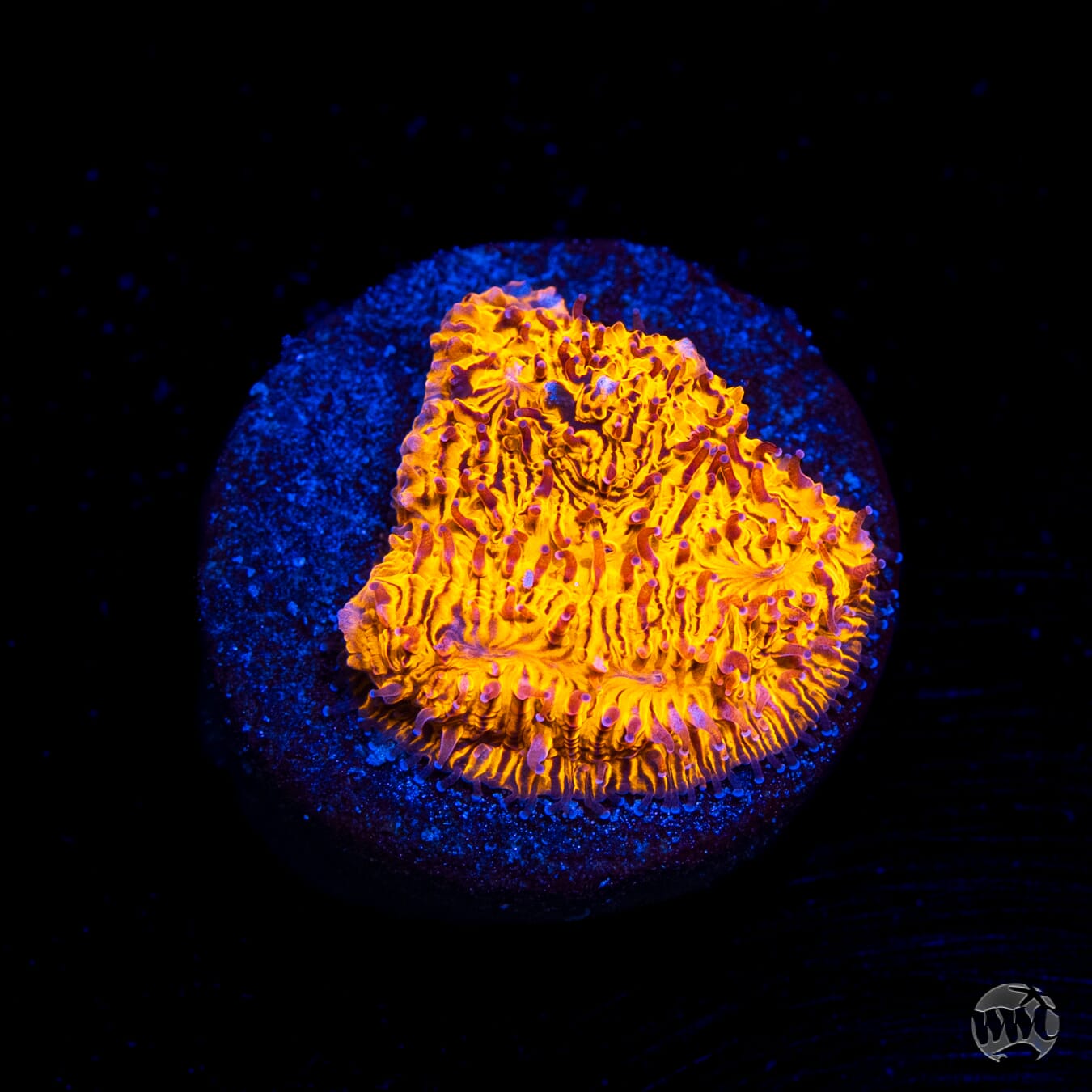 WWC 24K Lithophyllon