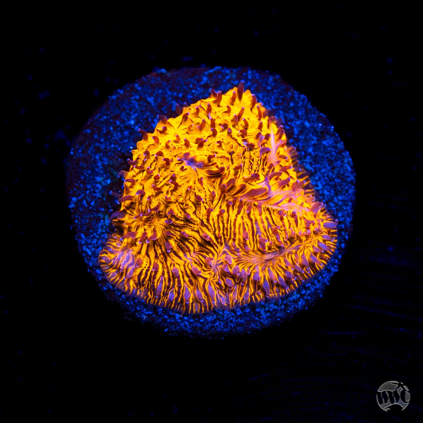 WWC 24K Lithophyllon