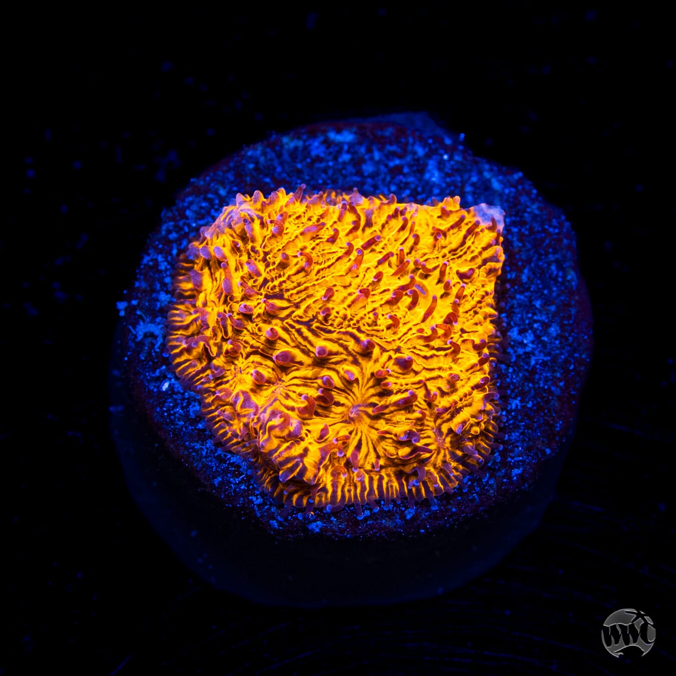 WWC 24K Lithophyllon