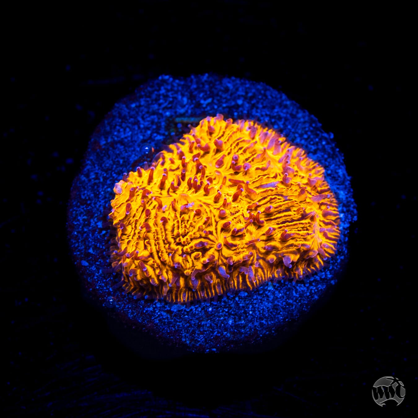 WWC 24K Lithophyllon