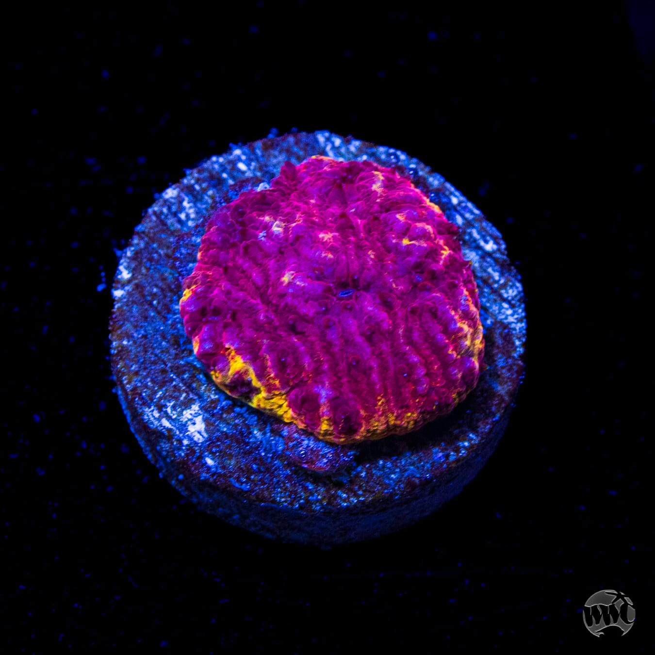 WWC Immolation Lithophyllon
