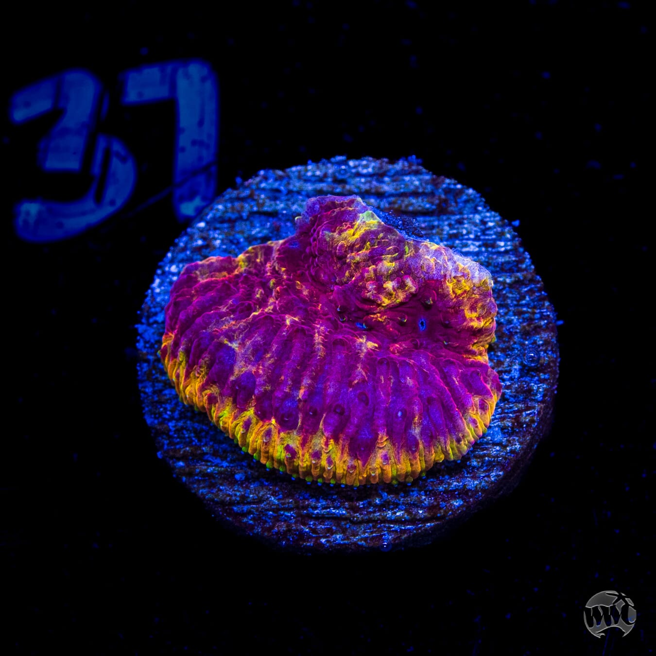 WWC Immolation Lithophyllon